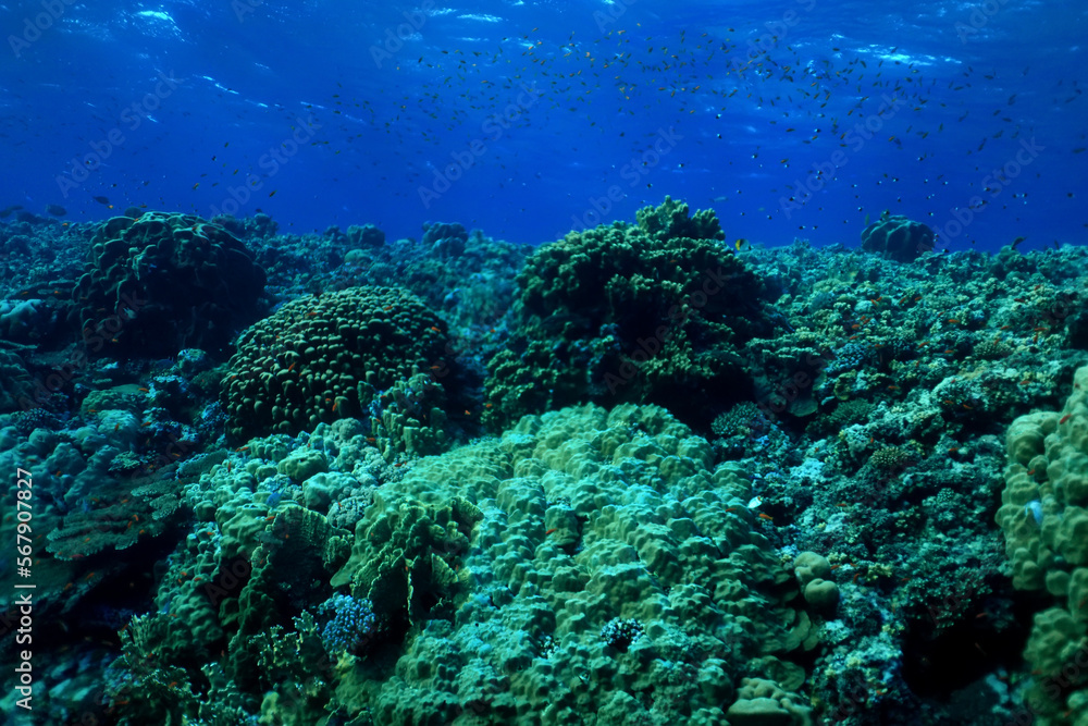Obraz premium panorama coral reef underwater landscape seascape
