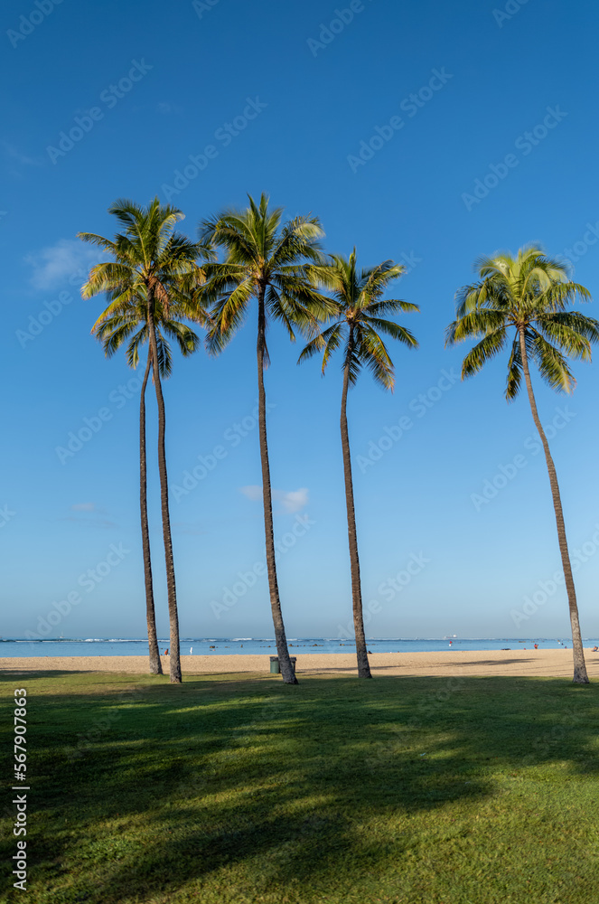 Tall Coconut Palms on the Beach in Hawaii.