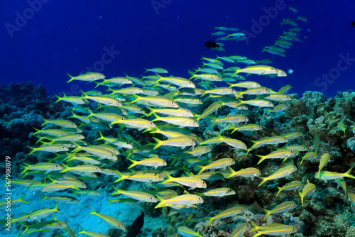 flock of fish goatfish underwater background © kichigin19