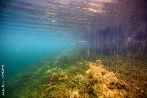 clear water lake underwater, wallpaper swamp, fresh water river