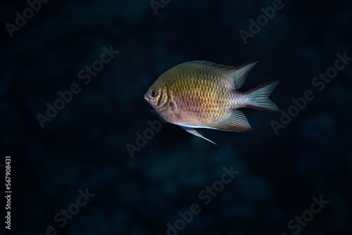 tropical fish on a coral reef underwater wildlife © kichigin19