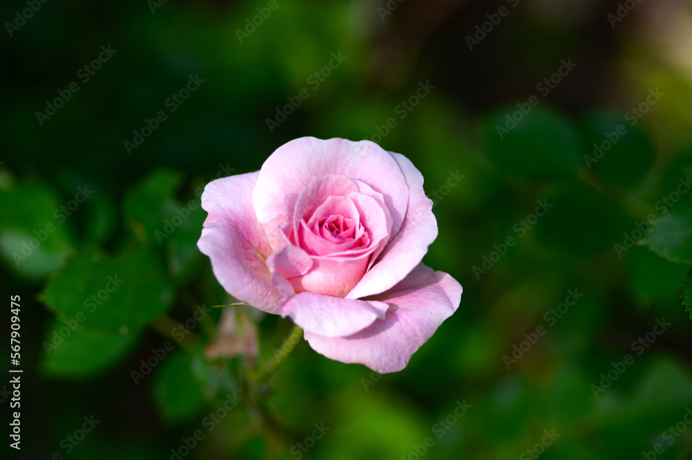 Pink rose growing in the garden with copyspace.
