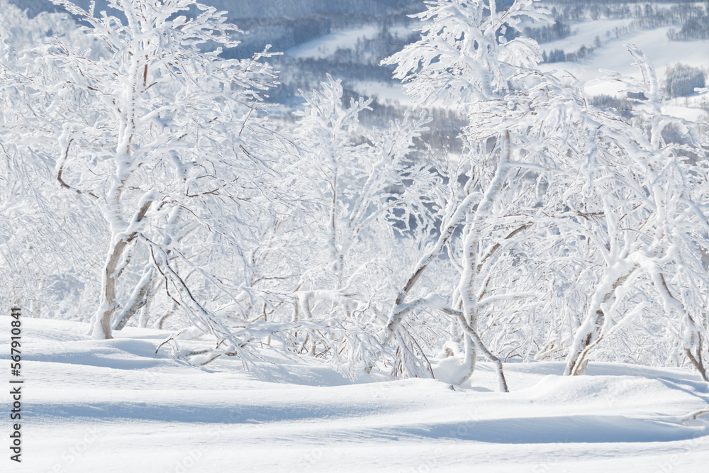 Fototapeta premium Snow and rime covered birch trees