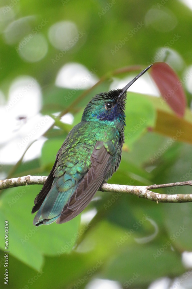 Fototapeta premium birds in pereira - colombia - wild visa