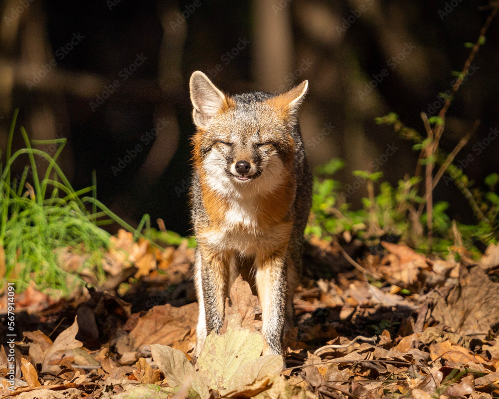 Obraz premium red fox in the woods