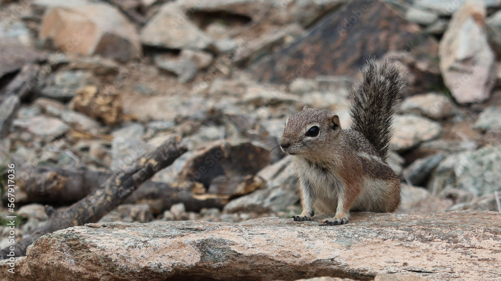squirrel on the ground squirrel on the ground