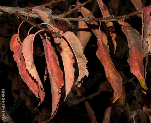 Red leaves of a cherry tree on a black background. Withering flora in autumn.
