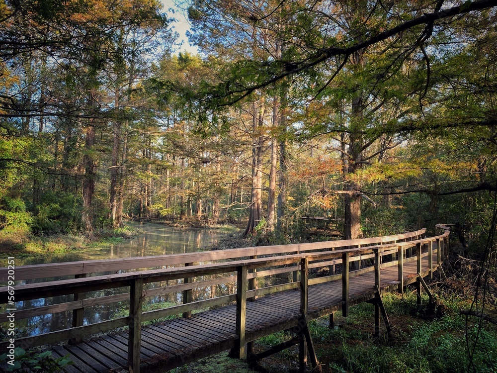 A Wooden Walkway Through The Cypress Swamps Of Southeast Louisiana. A Wooden Walkway Through The Cypress Swamps Of Southeast Louisiana.