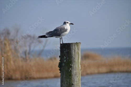Seagull Standing On Wooden Pole At Lake Pontchartrain In Lacombe LA. photo