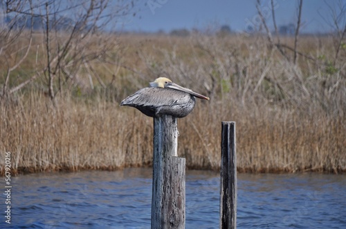 Brown Pelican Perched On A Wooden Pole By The Lake Shore In St. Tammany Parish Louisiana.