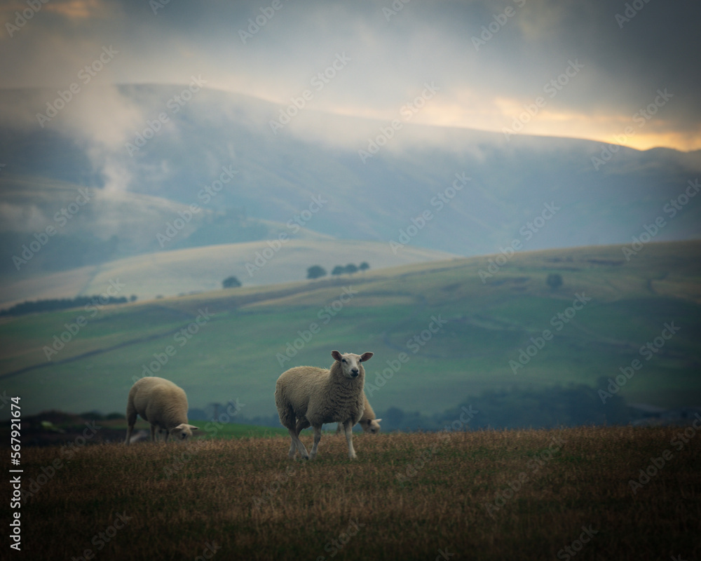 Fototapeta premium sheep in the mountains