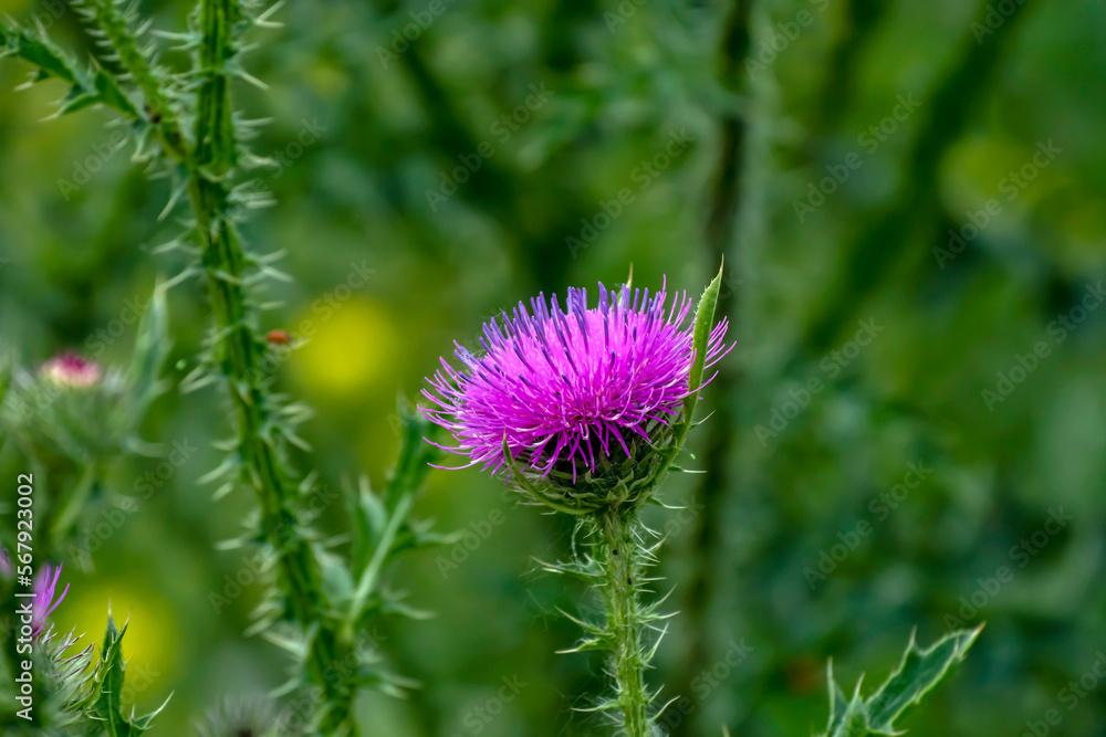 delicate beautiful purple bright thistle flower, macro delicate beautiful purple bright thistle flower, macro
