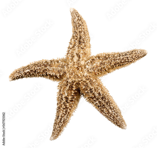 Isolated star shape sea star invertebrate echinoderm starfish fish