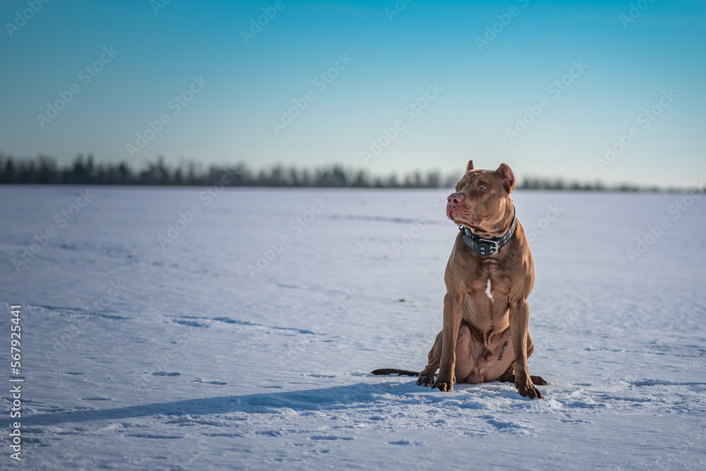 Portrait of a beautiful thoroughbred American Pit Bull Terrier in winter on a snowy field in sunny weather. Portrait of a beautiful thoroughbred American Pit Bull Terrier in winter on a snowy field in sunny weather.