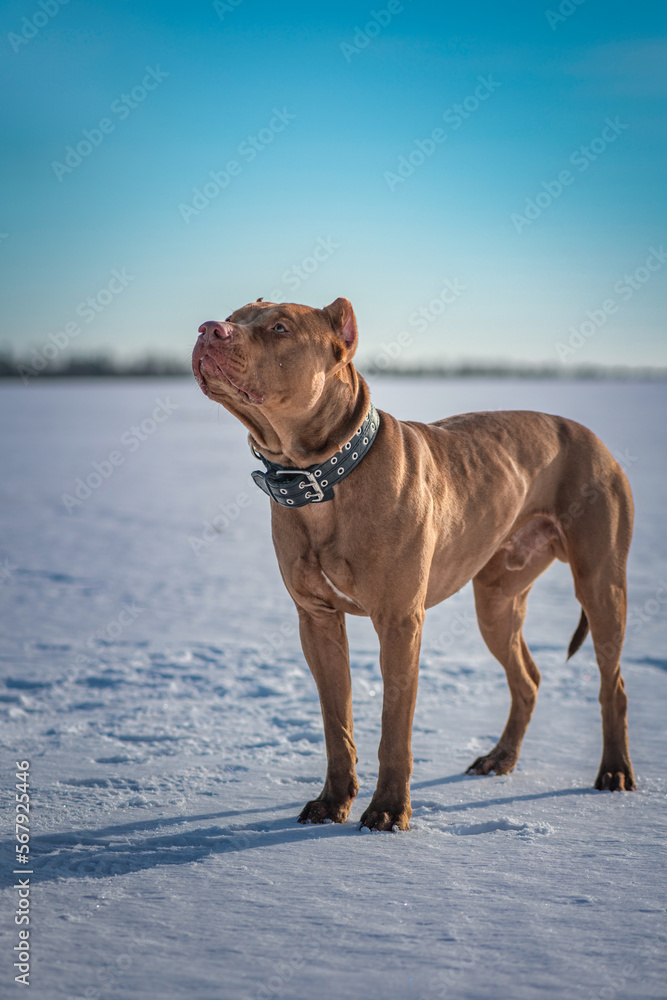Portrait of a beautiful thoroughbred American Pit Bull Terrier in winter on a snowy field in sunny weather. Portrait of a beautiful thoroughbred American Pit Bull Terrier in winter on a snowy field in sunny weather.