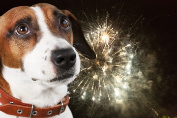 Young domestic Dog afraid of bright fireworks