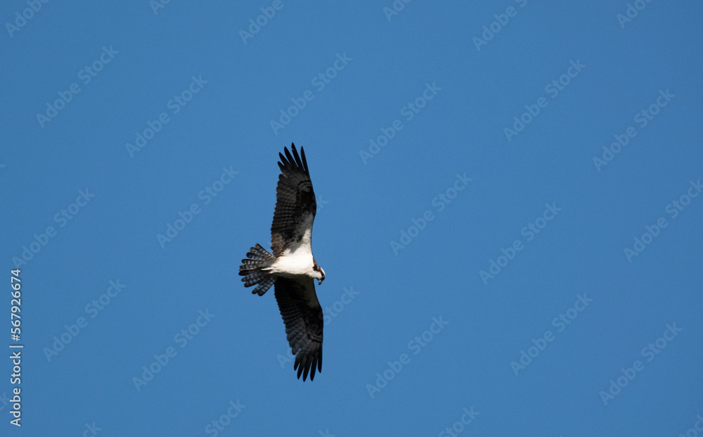 Fototapeta premium Osprey flying through the blue sky