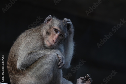 macaque monkey portrait , which name is long tailed, crab-eating or cynomolgus macaque monkey photo
