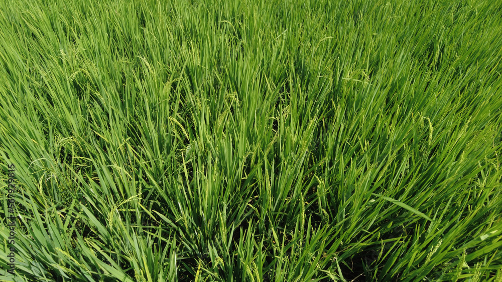 Rice farming in Kanyakumari district, Tamil Nadu Rice farming in Kanyakumari district, Tamil Nadu