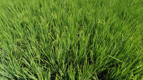Rice farming in Kanyakumari district, Tamil Nadu