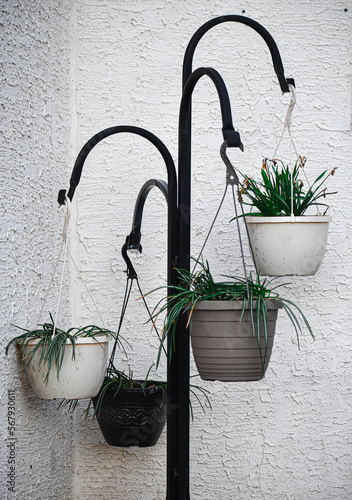 Pots on hooks growing plants (ID: 567930611)