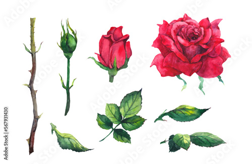 Red roses elements set - flowers, leaves, bud, stem. Watercolor vector for Valentine day, Mothers day, wedding, save date card, birthday or anniversary design