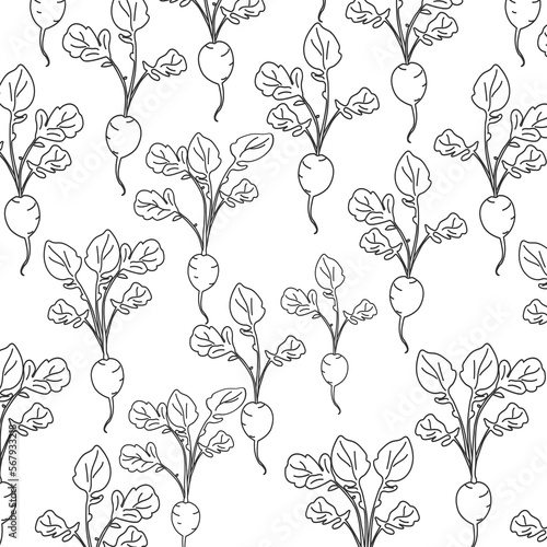 doodle seamless pattern with radish  radish on white with black lines. Vector spring background for a seedling store