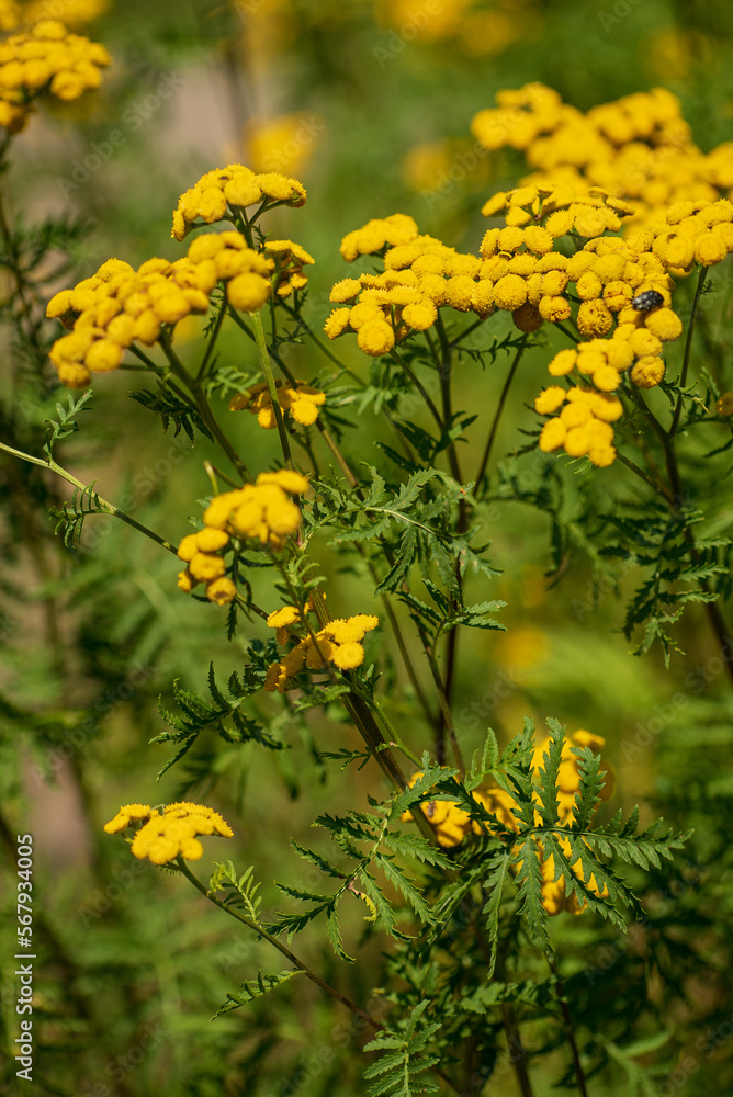 Tanacetum vulgare, wild yellow meadow flower head close-up Tanacetum vulgare, wild yellow meadow flower head close-up