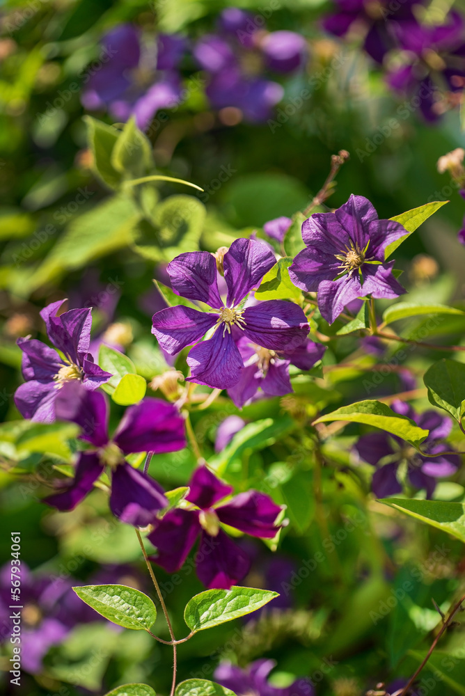 clematis flower growing in garden clematis flower growing in garden
