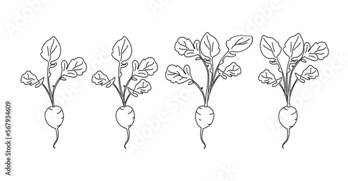 doodle set illustration with radish, radish on a white background with black lines. Vector spring background for a seedling store