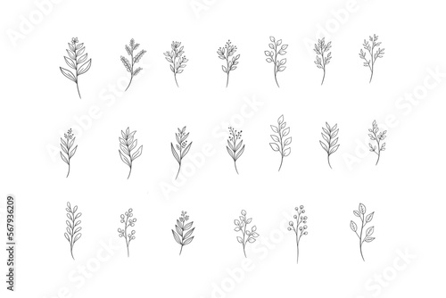 Botanical Line Art Illustrations. Natural and Hand Drawn Designs for Invitations, Posters, and Digital Art