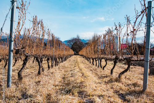 ワインブドウ畑の冬の風景