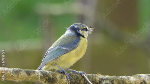 Blue Tit with flys in its beak sitting a on branch in a wood in UK