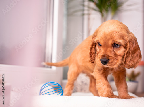 A cocker spaniel puppy stands on a background of a blurred window and a green flower pot. The dog is red, one month old. A toy ball next to a puppy. The photo is blurred.