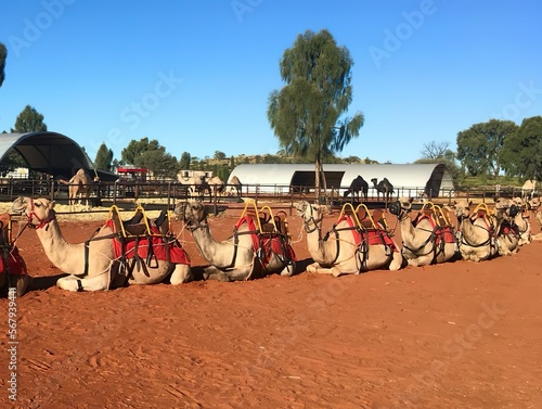 Working camels in Yulara NT Australia photo