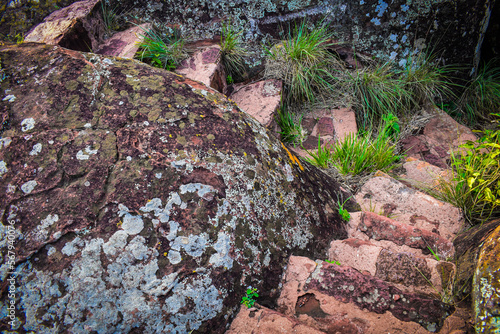 Degraus de pedra na floresta  photo