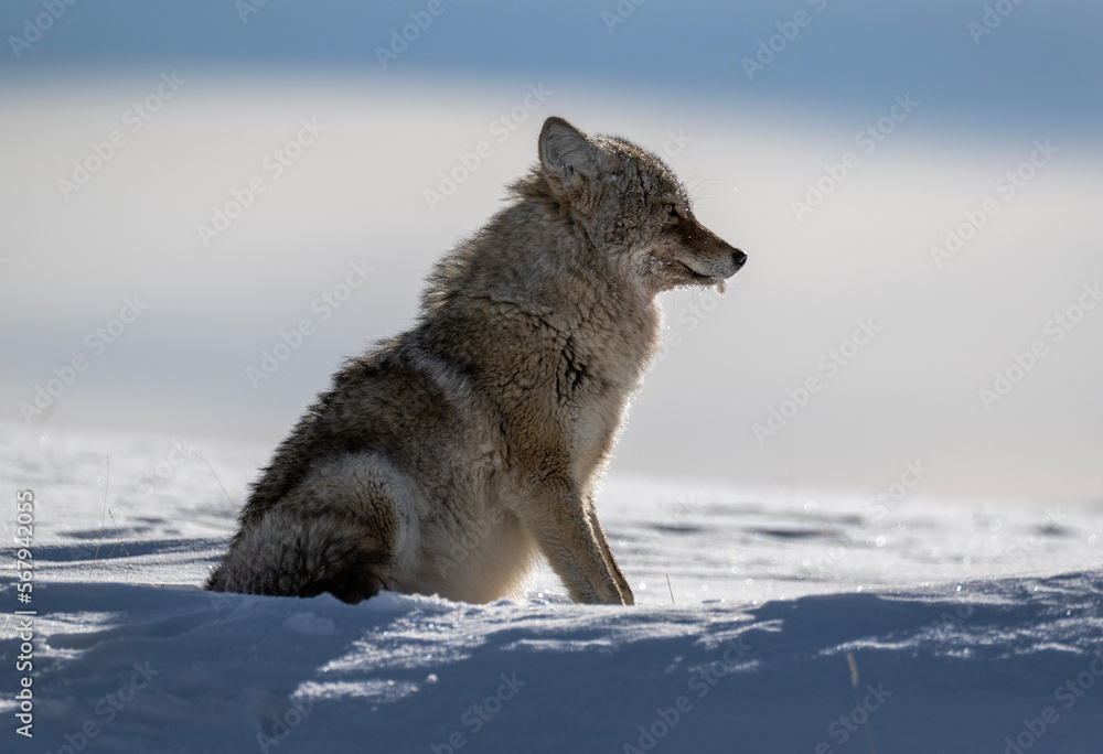Yellowstone Coyote in middle of Winter Yellowstone Coyote in middle of Winter