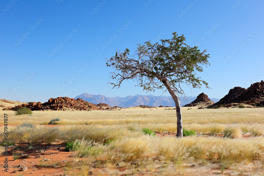 An African shepherds tree (Boscia albitrunca) in arid grassland, Brandberg mountain, Namibia. An African shepherds tree (Boscia albitrunca) in arid grassland, Brandberg mountain, Namibia.