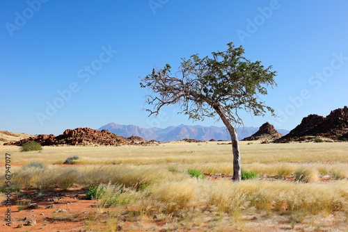 An African shepherds tree (Boscia albitrunca) in arid grassland, Brandberg mountain, Namibia.