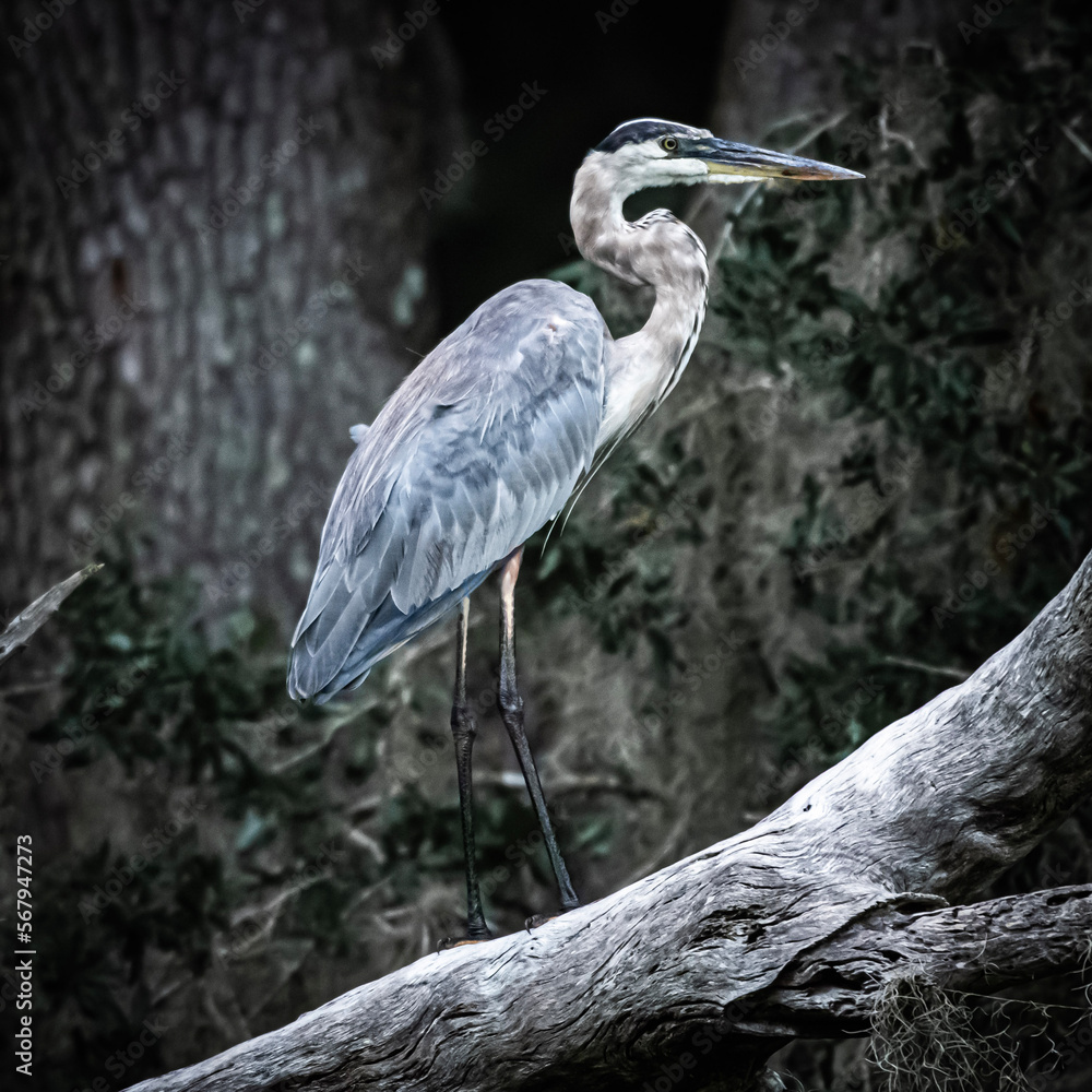 Obraz premium great blue heron