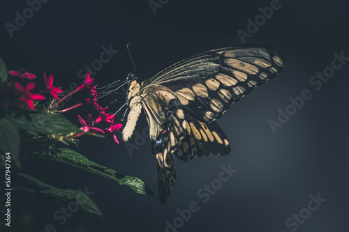 butterfly on a branch