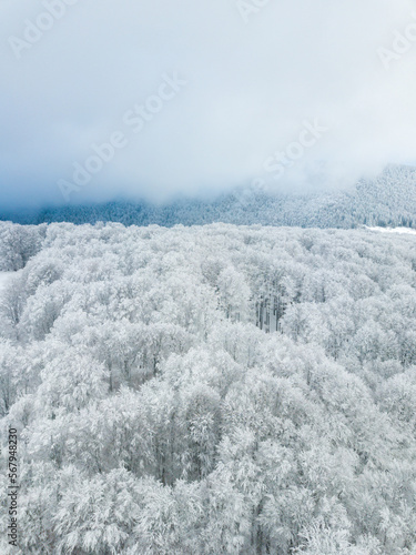 Aerial winter landscape. Snow covered frosy trees and foggy mountains. Minimalism, abstract style.