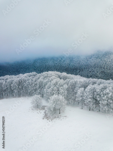 Snow covered forest. Minima...