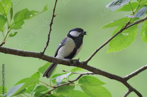 Shikuukara, Geat tit (Parus minor), birds classified in the order Sparrowhawks, the family Titmice (Titmidae)