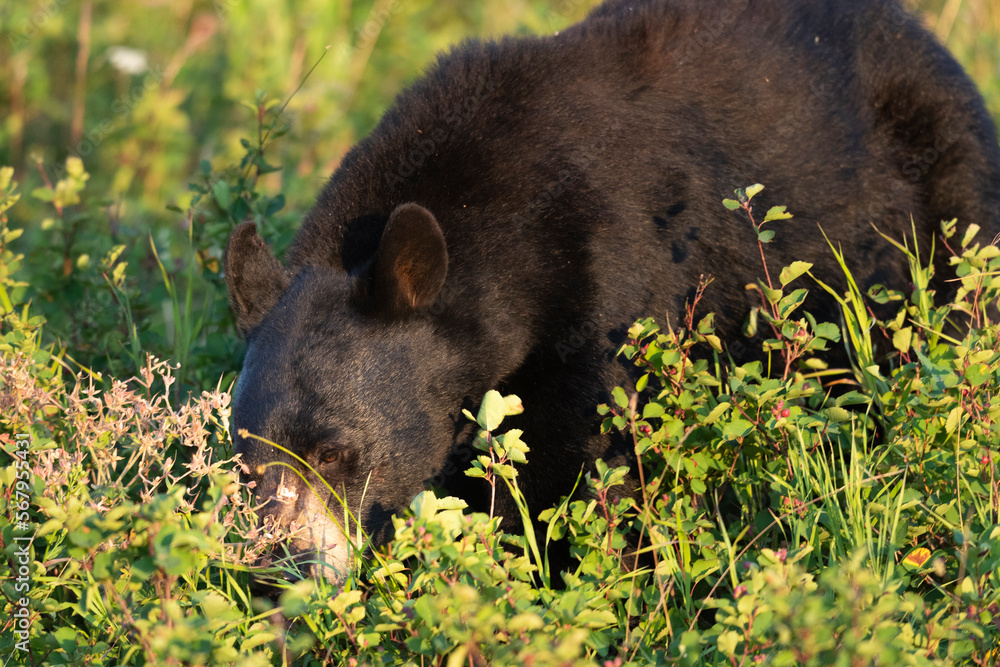 Wild Black Bear feeding on berries in Waterton National Park Alberta Canada. Wild Black Bear feeding on berries in Waterton National Park Alberta Canada.