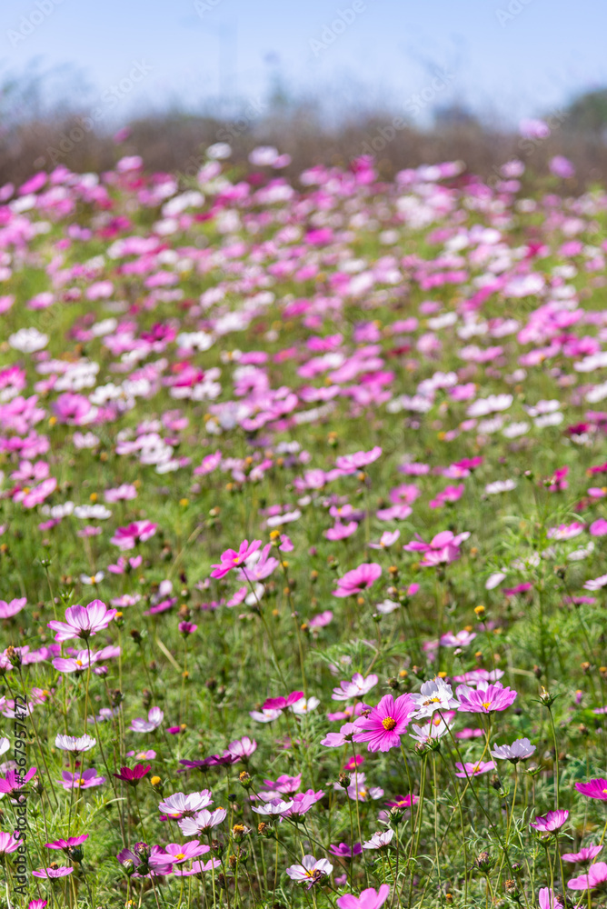 Pink and white gesanghua blooming in the spring sunshine. Landscape of Wanjiang Xidi Rd, Dongguan, China. Urban flower field.