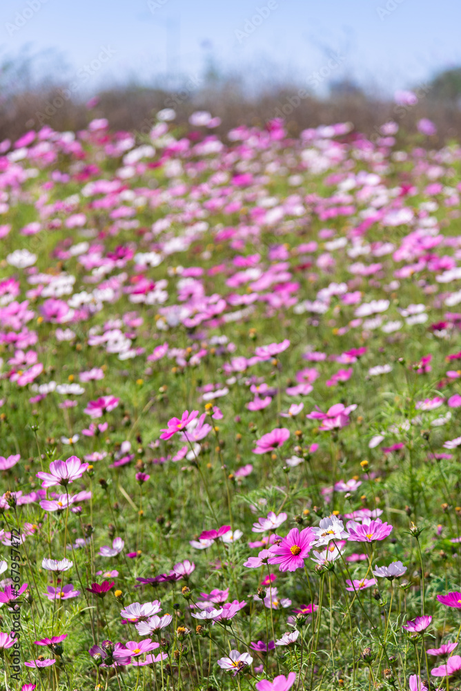 Pink and white gesanghua blooming in the spring sunshine. Landscape of Wanjiang Xidi Rd, Dongguan, China. Urban flower field. Pink and white gesanghua blooming in the spring sunshine. Landscape of Wanjiang Xidi Rd, Dongguan, China. Urban flower field.