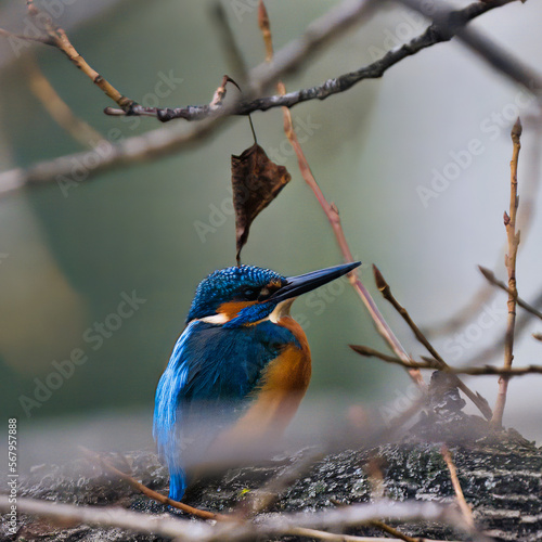 lonely kingfisher