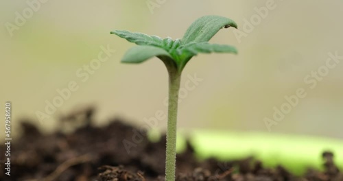 Fresh sprout growing macro time lapse concept photo