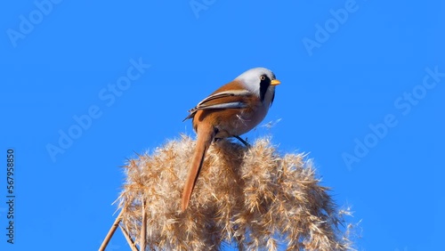 Wildlife - Birds. They feed on bearded reedling birds, insects and reed seeds that live in large reeds in wetlands.